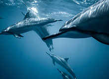 星空体育中国官网-斯诺克威尔士公开赛：张安达4-2战胜普伦晋级16强